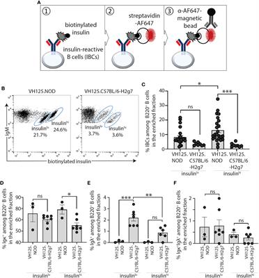 Comparative analysis of the repertoire of insulin-reactive B cells in type 1 diabetes-prone and resistant mice